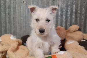 Aileen - puppy for sale