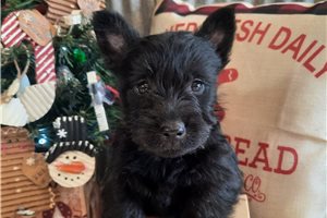 Serenity - Scottish Terrier for sale