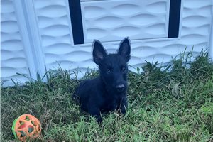 Grace - Scottish Terrier for sale
