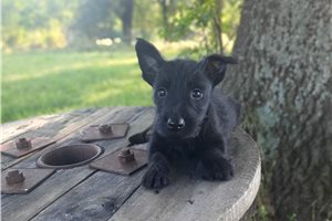 Gianna - Scottish Terrier for sale