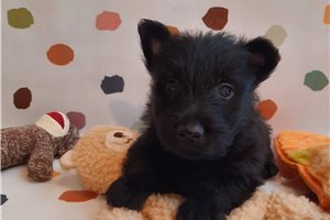 Otis | Puppies For Sale at Pawrade