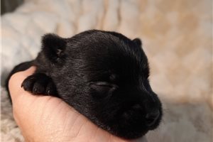 Percy - Scottish Terrier for sale