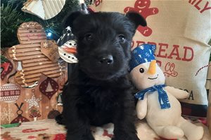 Shadow - Scottish Terrier for sale