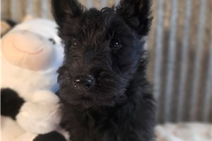Darcy - Scottish Terrier for sale