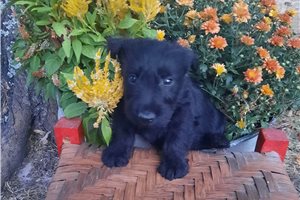 Keanu - puppy for sale