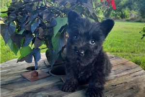 Pauly - Scottish Terrier for sale