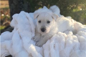 Noelle - Scottish Terrier for sale