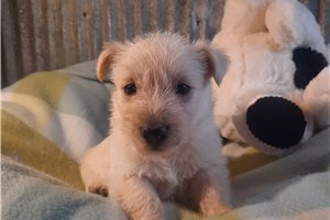 Kate - puppy for sale