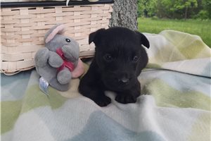 Percy - Scottish Terrier for sale