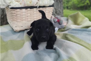 Gianna - Scottish Terrier for sale