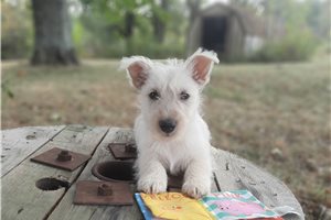 Anise - Scottish Terrier for sale