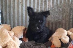 Shiloh - Scottish Terrier for sale