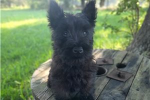 Pauly - Scottish Terrier for sale
