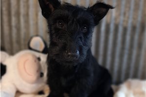 Nadia - Scottish Terrier for sale