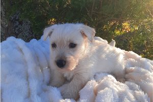 Nancy - Scottish Terrier for sale