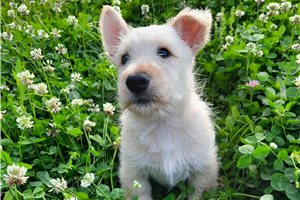 Carlos - Scottish Terrier for sale