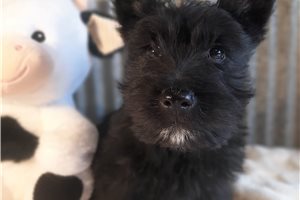 Darya - Scottish Terrier for sale