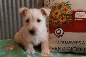 Carlos - Scottish Terrier for sale