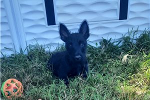 Gemma - Scottish Terrier for sale