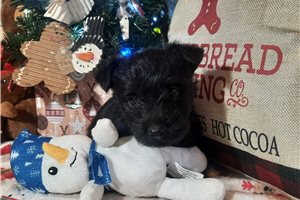 Sherwood - Scottish Terrier for sale