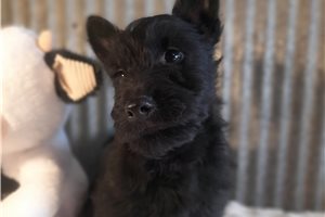 Darlene - Scottish Terrier for sale
