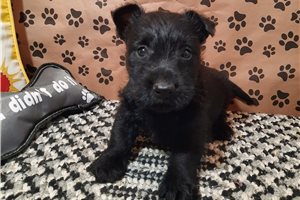 Mark - Scottish Terrier for sale