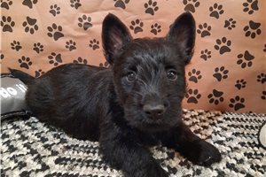Bruce - Scottish Terrier for sale