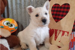 Blair - Scottish Terrier for sale