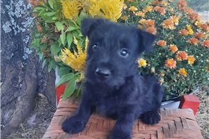 Keen - puppy for sale