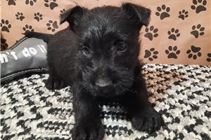 Millie - Scottish Terrier for sale