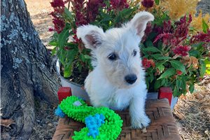 Karma - Scottish Terrier for sale