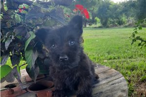 Miracle - Scottish Terrier for sale