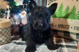 Roman - Scottish Terrier for sale