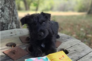 Arthur - puppy for sale