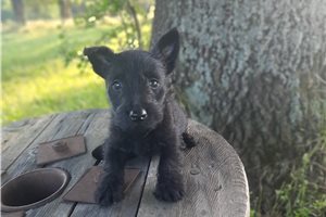 Gemma - Scottish Terrier for sale