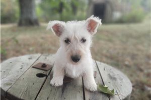 Aston - puppy for sale