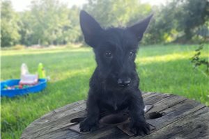 Gemma - Scottish Terrier for sale