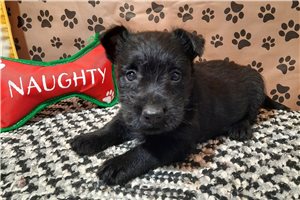 Michael - Scottish Terrier for sale