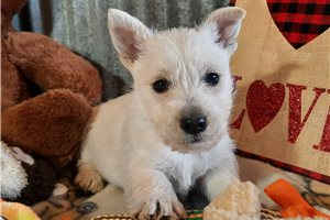 Aileen - Scottish Terrier for sale