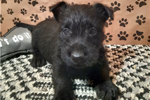 Monique - Scottish Terrier for sale