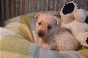Katya - puppy for sale