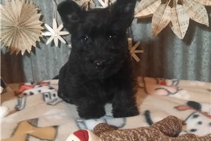 Silo - Scottish Terrier for sale