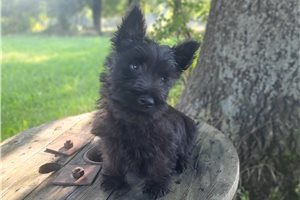 Pauly - Scottish Terrier for sale