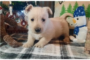 Thatcher - Scottish Terrier for sale