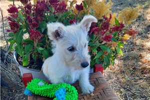 Katya, a Scottish Terrier puppy