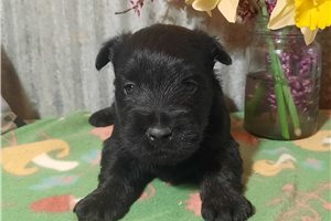 Bruce - puppy for sale