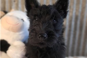 Deacon - Scottish Terrier for sale