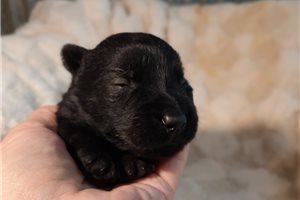 Petey - Scottish Terrier for sale