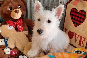 Serena - Scottish Terrier for sale