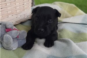 Gemma - Scottish Terrier for sale